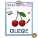 Disegno di Ciliegie Scheda Didattica a colori