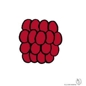 disegno di Lampone a colori