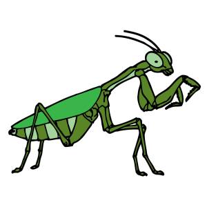 Disegno di Mantide Religiosa a colori