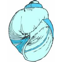 Disegno di Conchiglia di Mare a colori