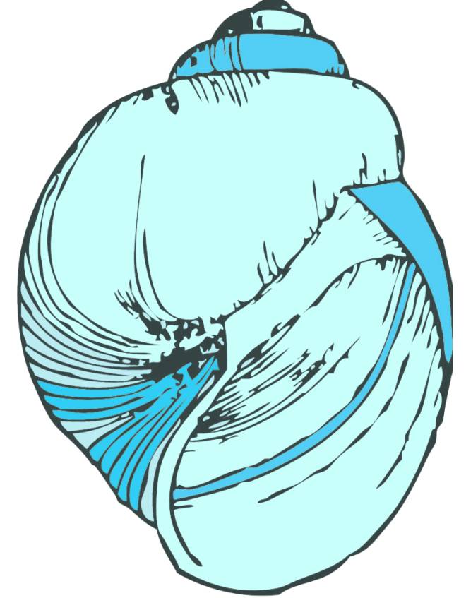 disegno di Conchiglia di Mare a colori