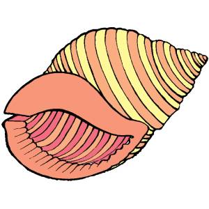 disegno di La Gran Conchiglia a colori