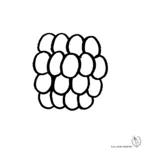 disegno di Lampone da colorare