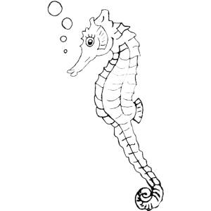 Disegno di Cavalluccio di Mare da colorare