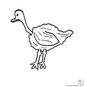 Disegno di Struzzo da colorare