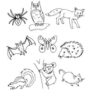 disegno di Animali del Bosco da colorare