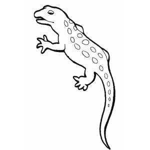 Disegno di Iguana da colorare