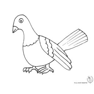Disegno di Piccione Viaggiatore da colorare