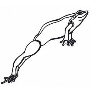 Disegno di Rospo da colorare