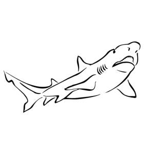 Disegno di Squalo da colorare