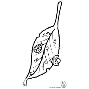Disegno di Foglia con Coccinelle da colorare