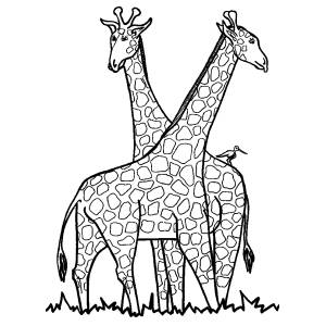 Disegno di Le Giraffe da colorare