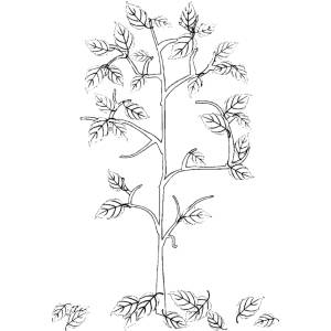 Disegno di Autunno Foglie che Cadono da colorare