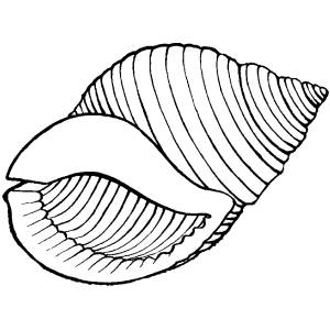 disegno di La Gran Conchiglia da colorare