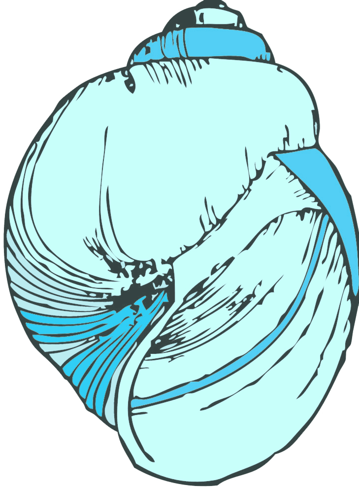 disegno di Conchiglia di Mare a colori